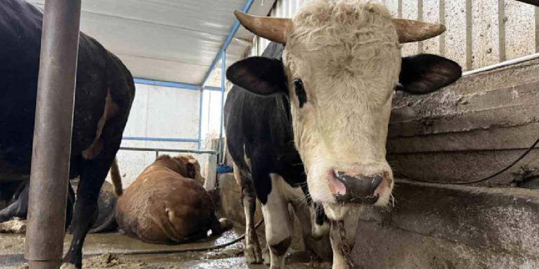 Cüsseleri ve fiyatlarıyla pazarın gözdesi oldular: Tonluk tosunlar özel programlarla besleniyor 5